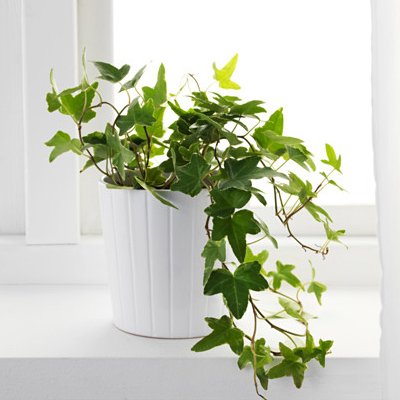 nurseryliev-hedera-helix-english-ivy-plant_1